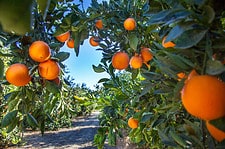 Orange plantation in California USA.