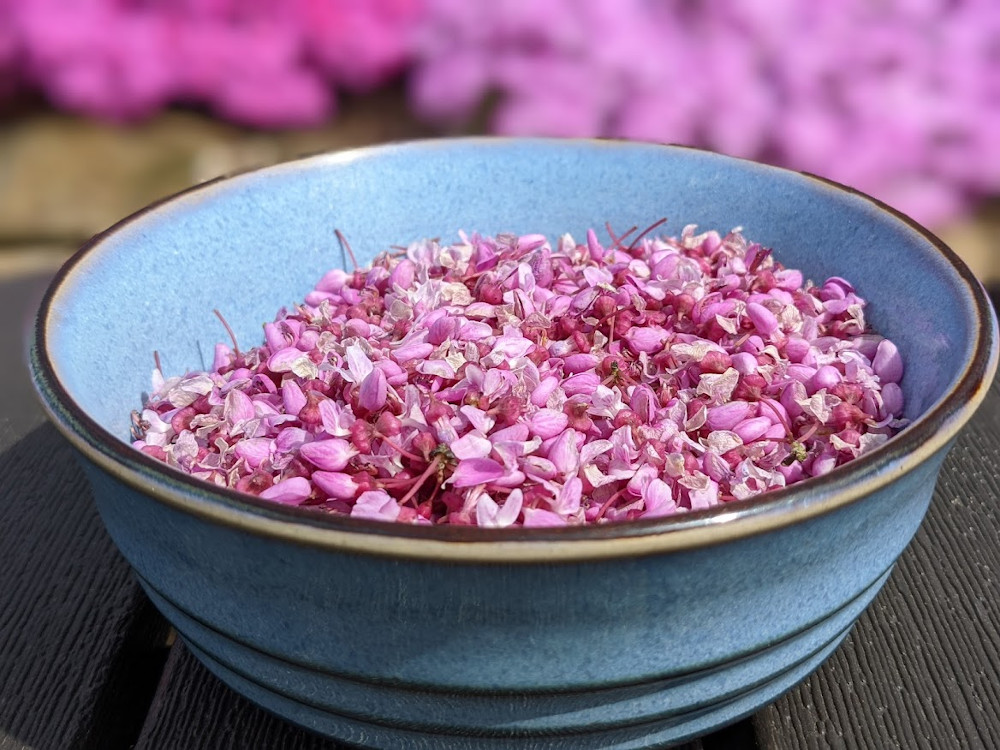 A blue bowl filled with pink redbud flowers.