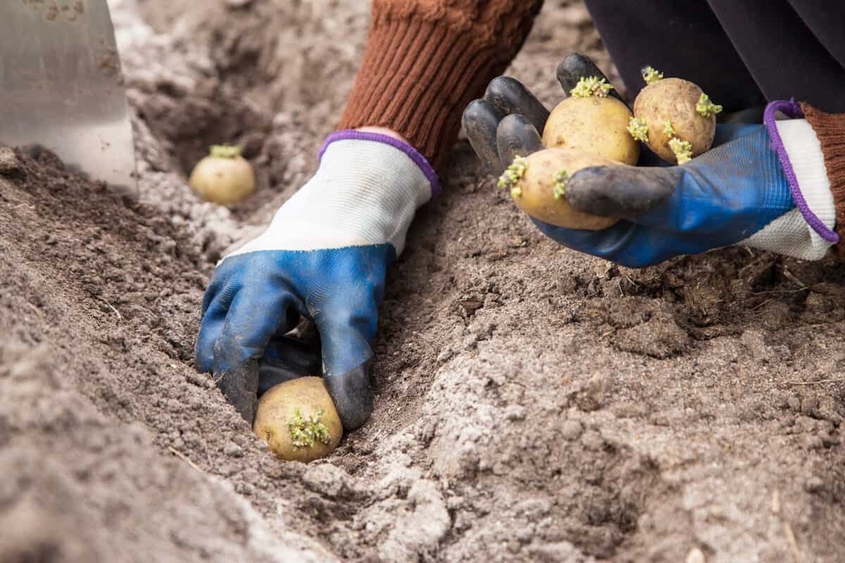 A gardener sewing seed potatoes into a rows of a garden bed.